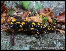 Une salamandre corse