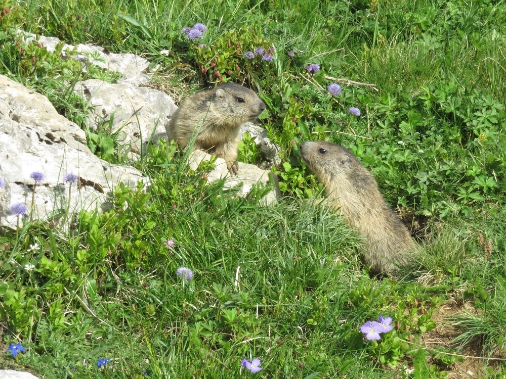 Marmottes rencontrées en rando solo