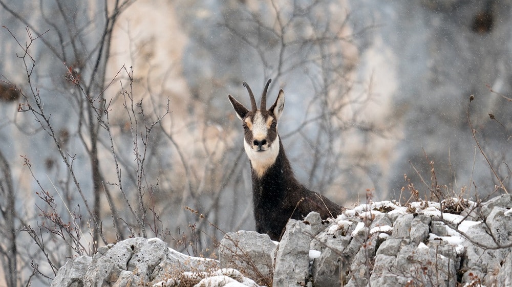 Respecter la faune l’hiver en randonnée : le chamois